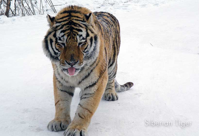 Siberian Tiger in Harbin
