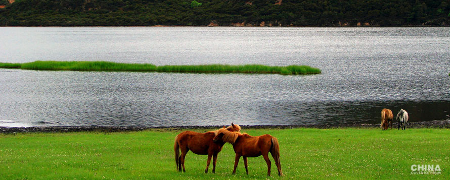 Napahai Nature Reserve