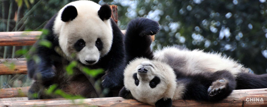 Giant Panda (Ailuropoda melanoleuca)