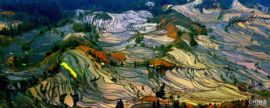 Yuanyang Rice Terrace