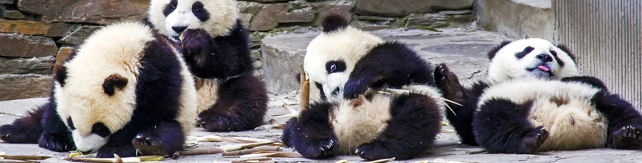 China Panda Tours