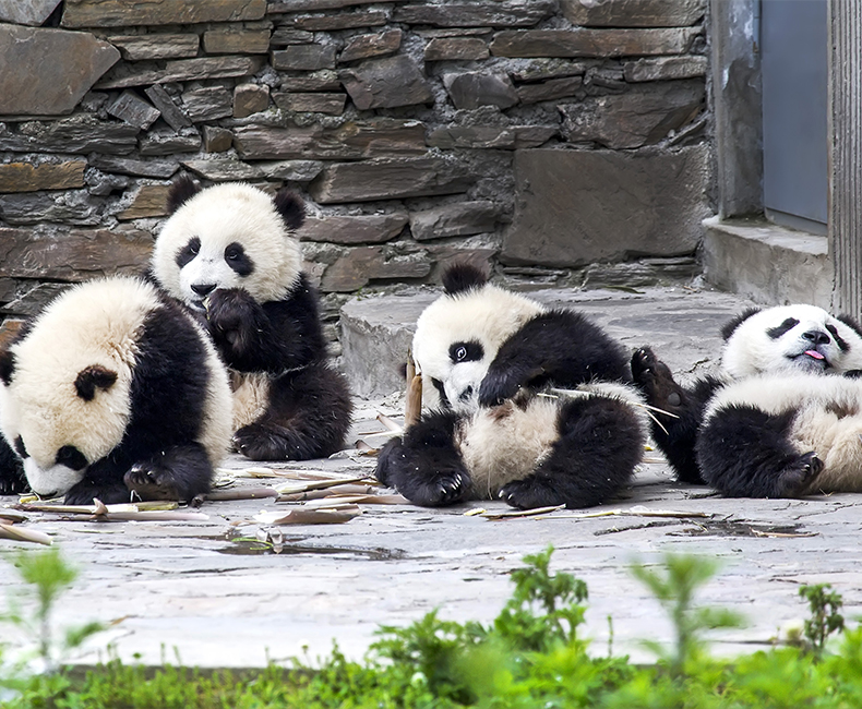 China Panda Tours