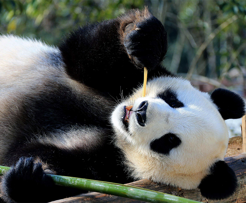 Chengdu tours