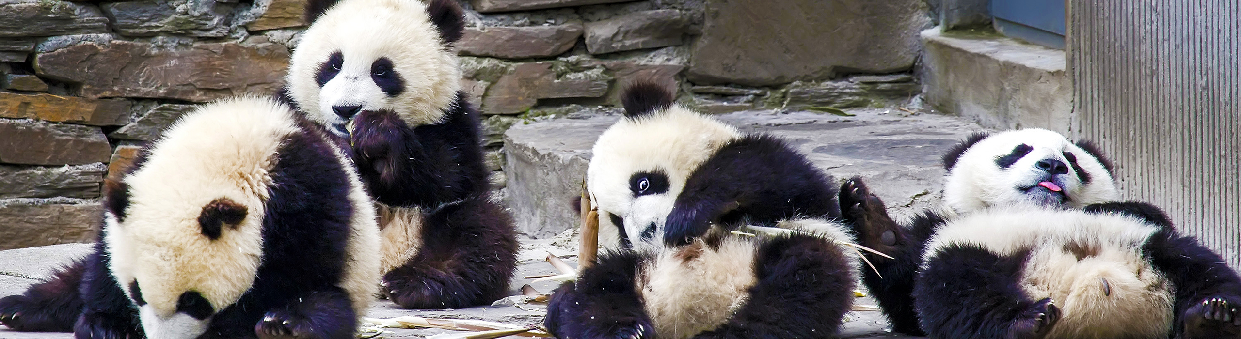 Chengdu Tours