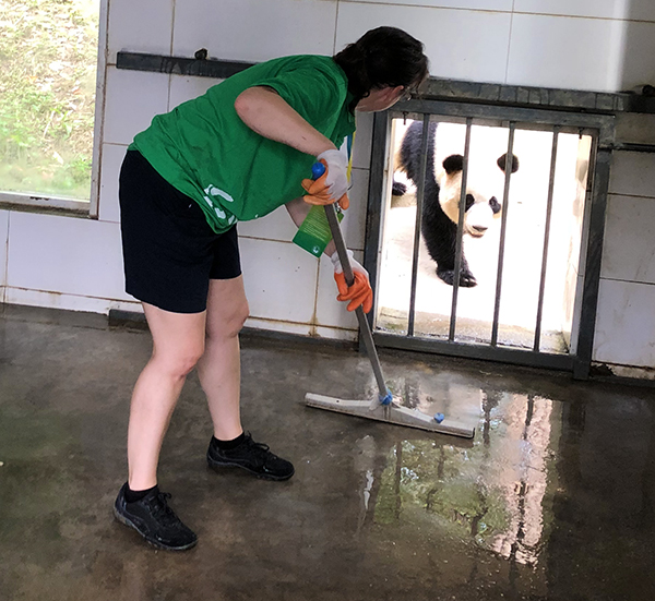 Chengdu Panda Tours