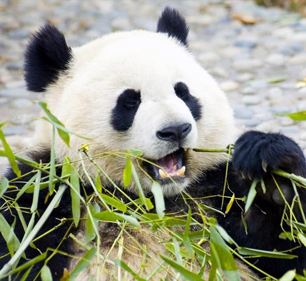 Chengdu Tours