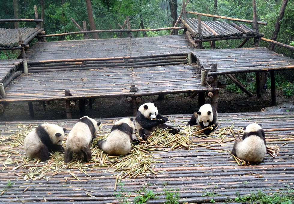 Panda Volunteer