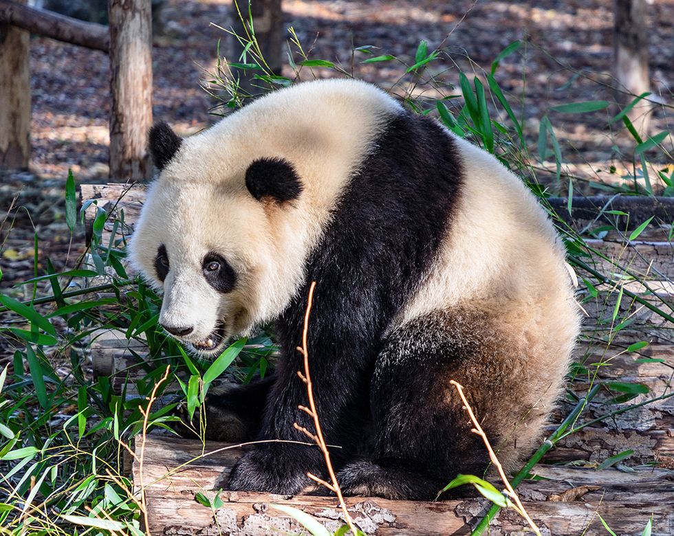 Sichuan Tours