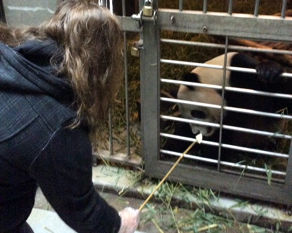 Panda Volunteer