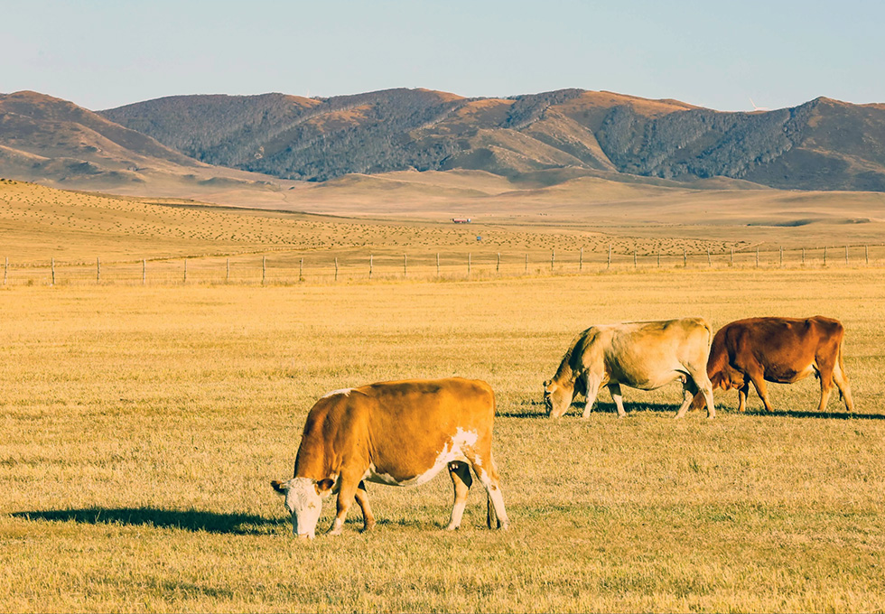 Autumn in Inner Mongolia