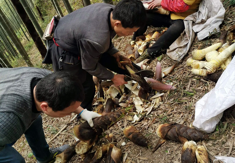 Bamboo Shoot Digging