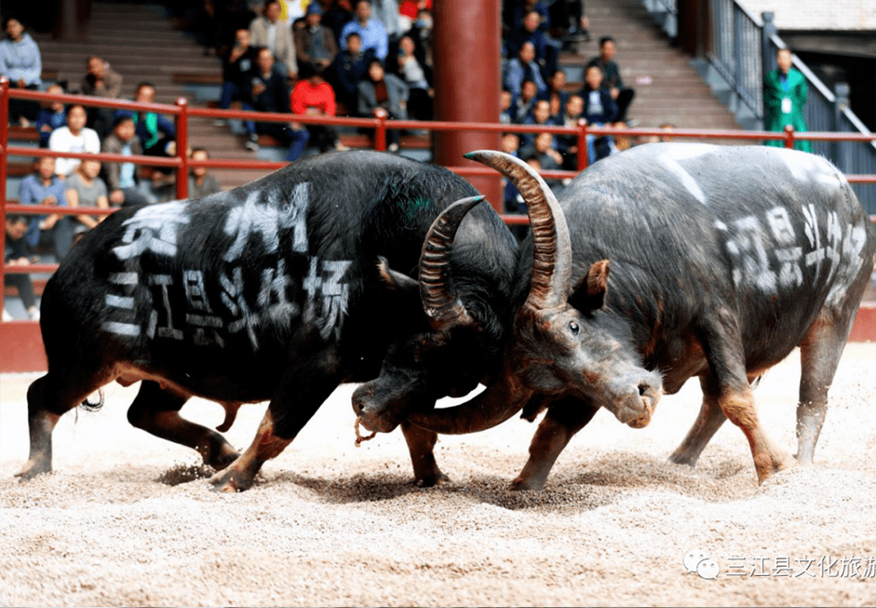 bullfights