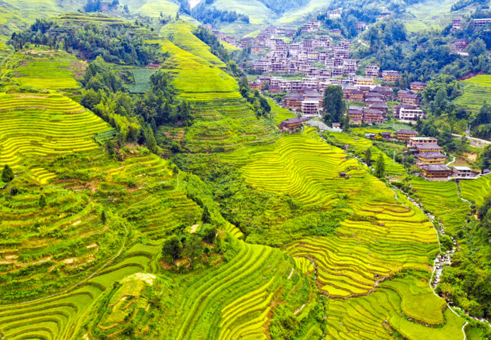 Longsheng Terraced Fields