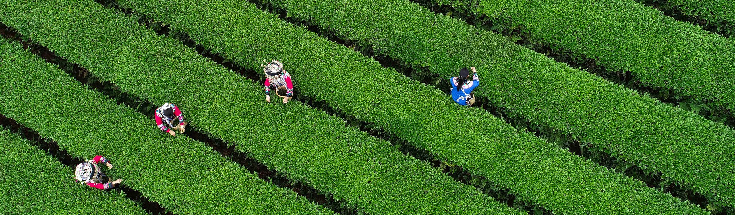 Chinese Tea Tours