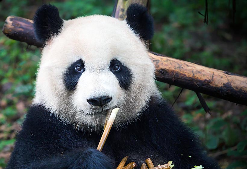 Chengdu Panda Breeding and Research Base