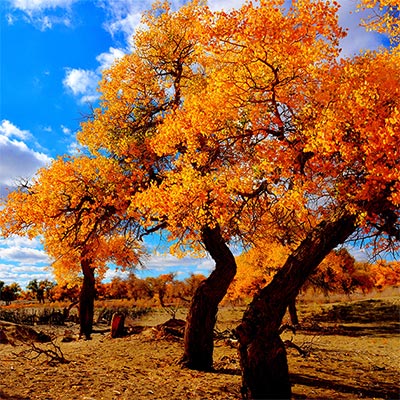 Autumn Tour in China