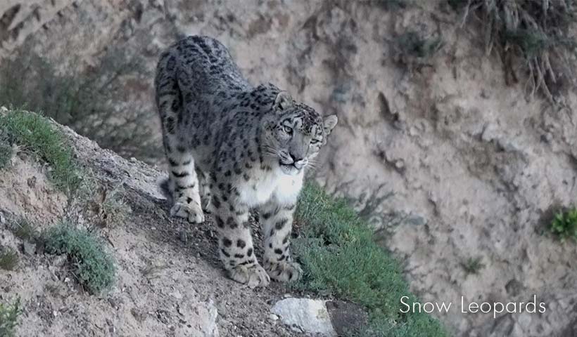 Snow Leopards