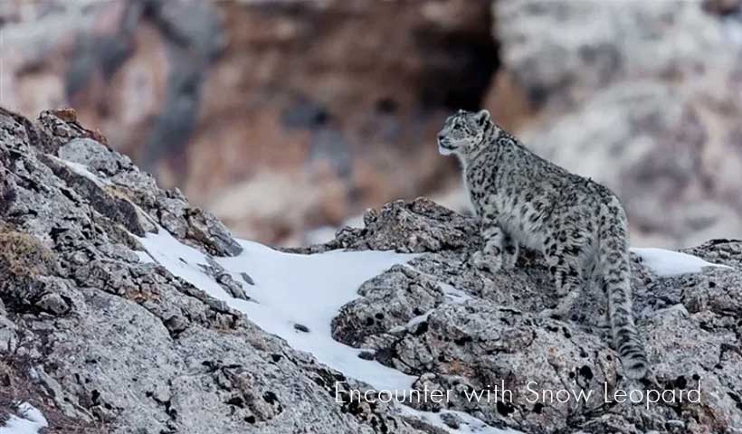 Snow Leopard