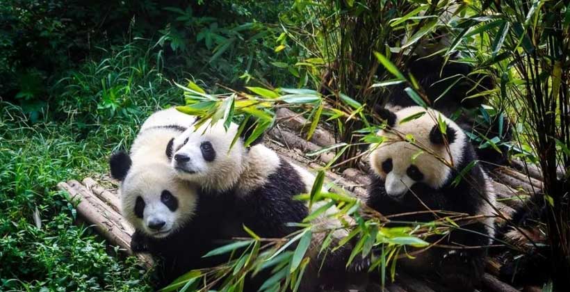 7 Days Chengdu Chongqing Itinerary